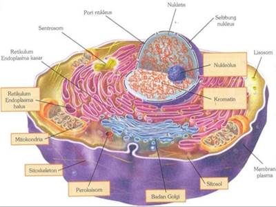 jurnal tentang struktur dan fungsi sel