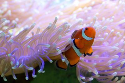 contoh simbiosis mutualisme ikan badut dan anemon laut