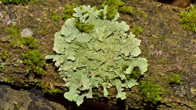 contoh simbiosis mutualisme jamur dan alga