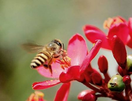 contoh simbiosis mutualisme lebah dan bunga