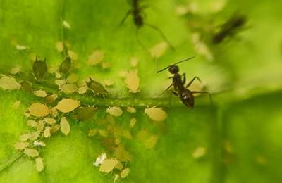 contoh simbiosis mutualisme semut dan kutu daun