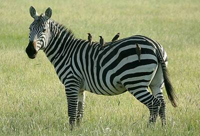 contoh simbiosis mutualisme zebra dan oxpecker