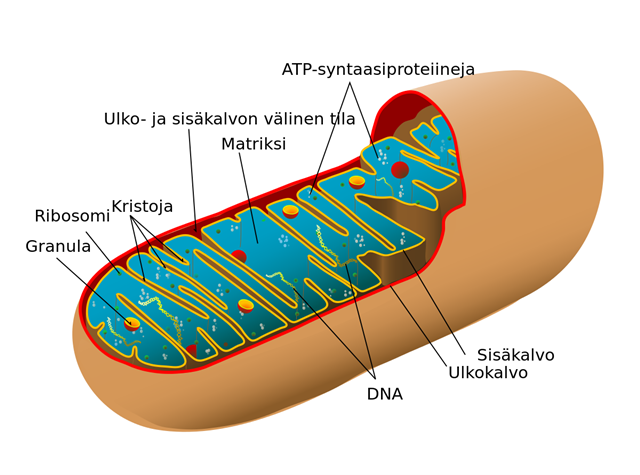 Fungsi Mitokondria