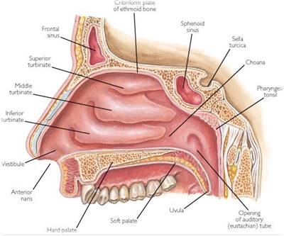 fungsi hidung dan bagian-bagian hidung