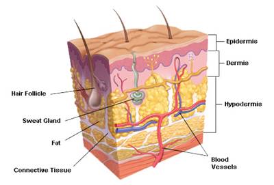 fungsi kulit manusia