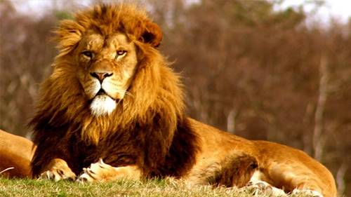 contoh hewan karnivora singa