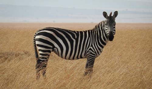 contoh hewan herbivora zebra