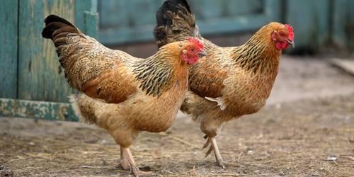 contoh hewan omnivora ayam