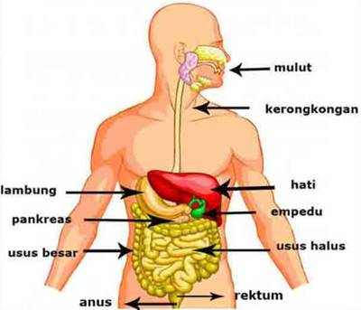 organ penyusun sistem pencernaan manusia