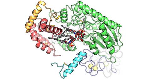 struktur enzim