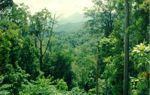 jenis-jenis hutan di indonesia hutan hujan tropis